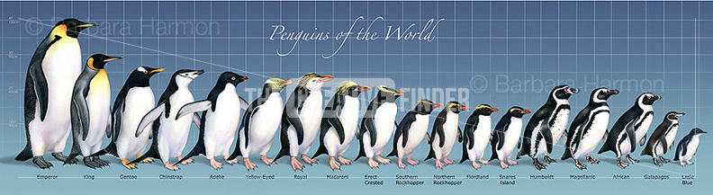 'Penguins of the World Mural' by Barbara Harmon - Illustration from ...